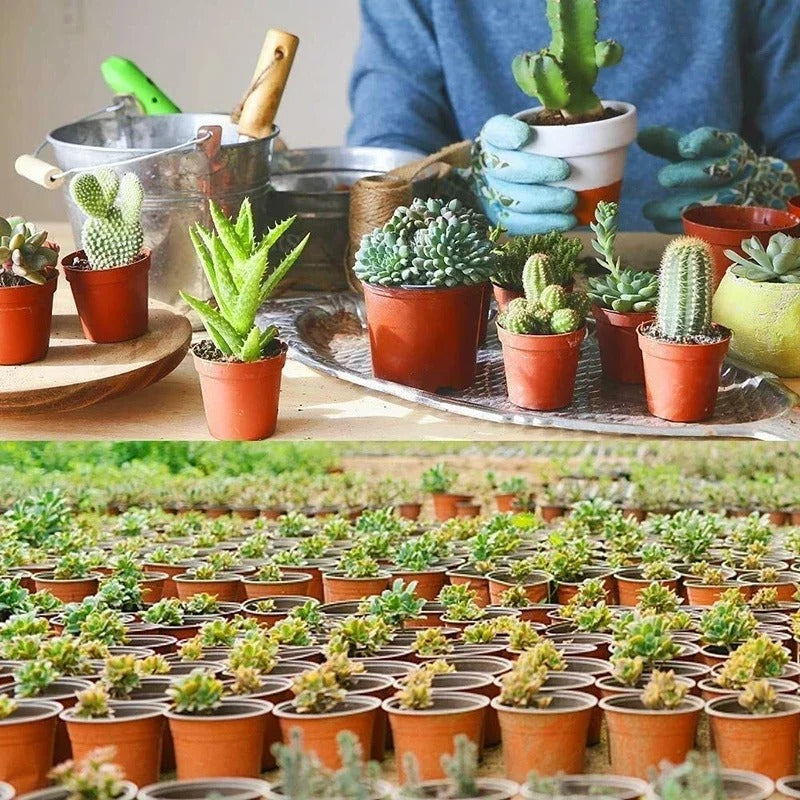 סט 75 יחידות צמחי גמיש לעציצים וזרעים
